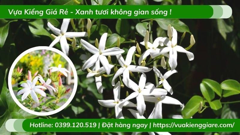 Cây nguyệt quế leo