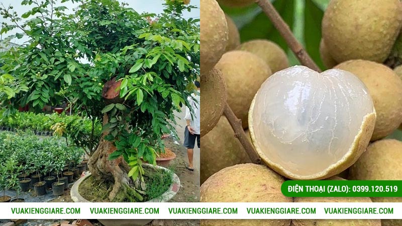 Thông tin chung về cây nhãn long