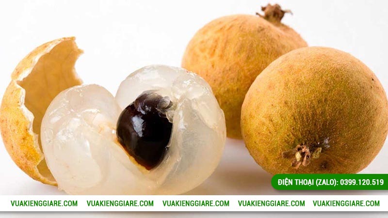 Vị trí phân bố cây nhãn long