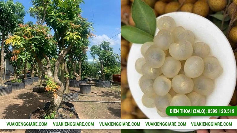 Giá trị kinh tế của cây nhãn long