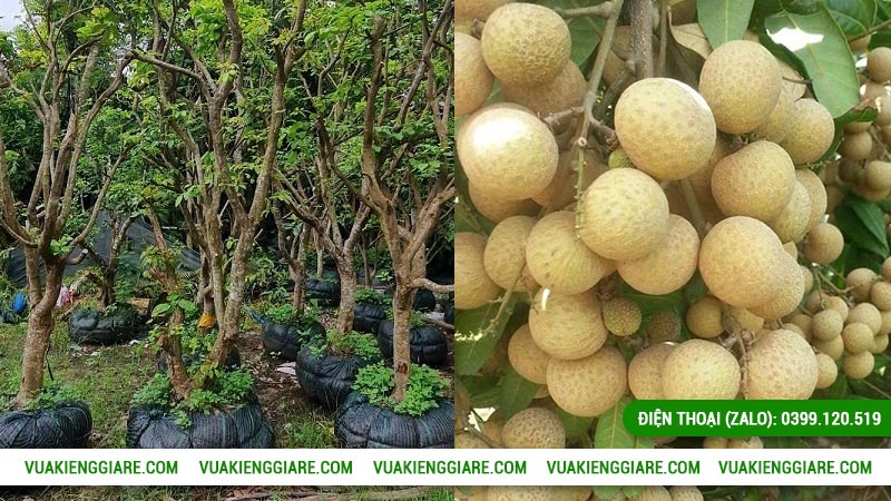 Ưu điểm sức khỏe của cây nhãn long