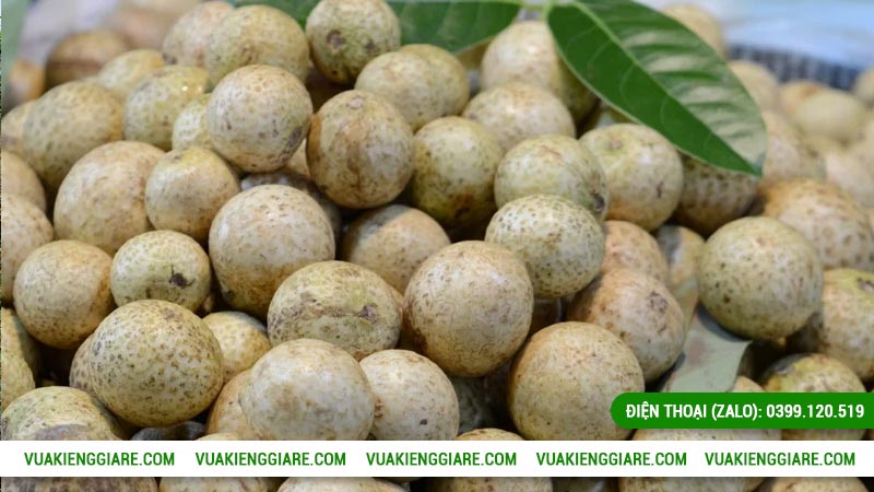 Đặc điểm của cây nhãn long