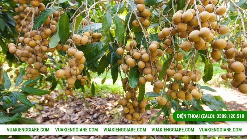 Hướng dẫn trồng và chăm sóc cây nhãn long đến khi có trái