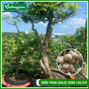 Cây nhãn long có trái trưởng thành cao hơn 2m