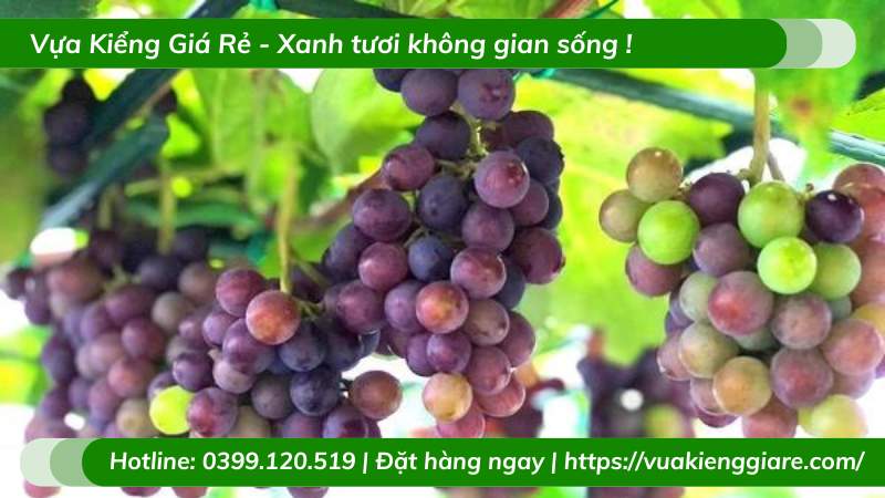 Cây nho kẹo leo giàn