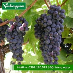 Cây nho kẹo leo giàn