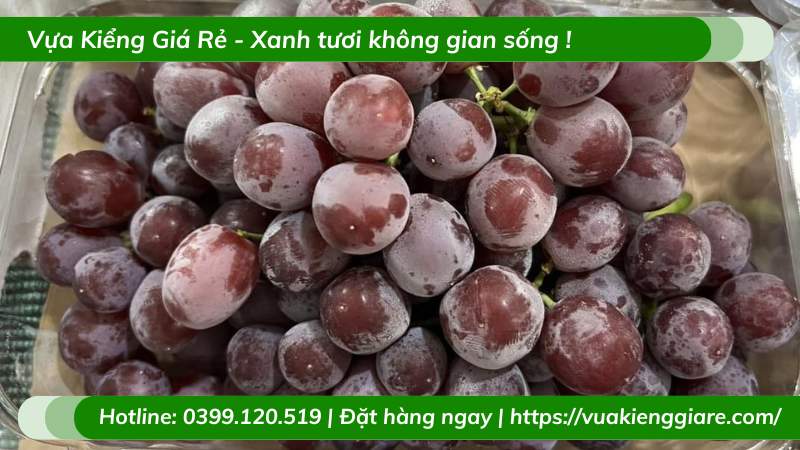 Cây nho kẹo leo giàn