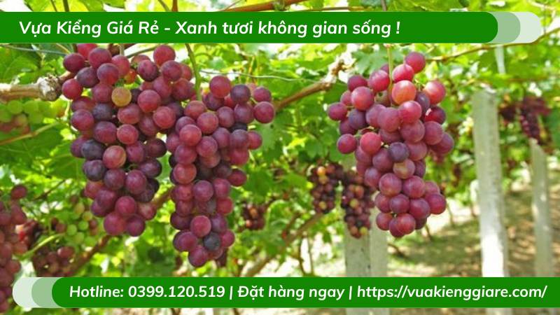 Cây nho ninh thuận