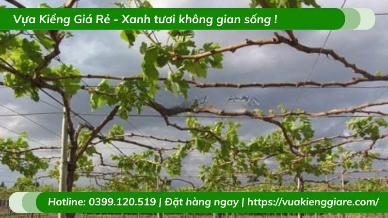 Cây nho ninh thuận
