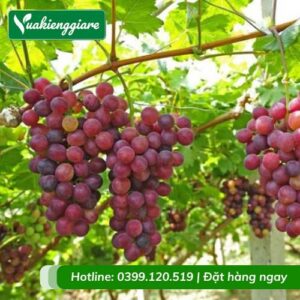 Cây nho ninh thuận