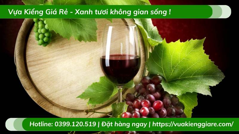 Cây nho ninh thuận