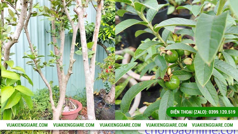 Đặc điểm của ổi nữ hoàng