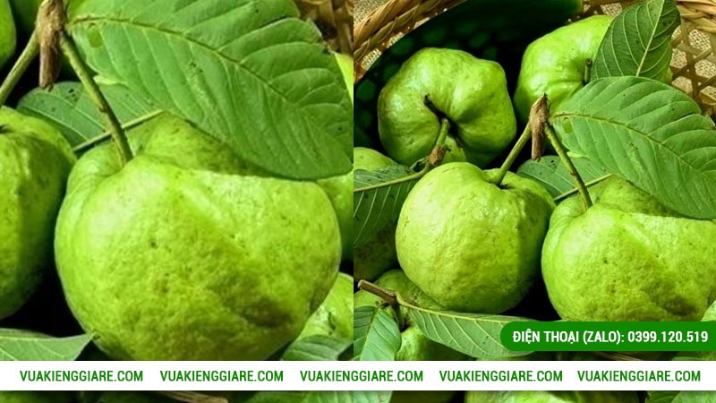 Công dụng cây ổi nữ hoàng