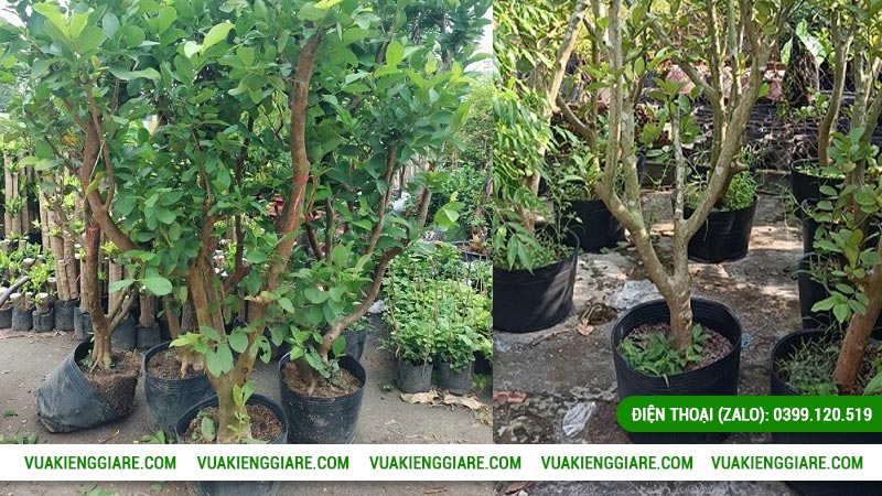 Cách trồng và chăm sóc cây ổi nữ hoàng