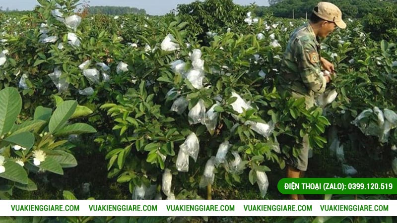 Kỹ thuật trồng ổi nữ hoàng