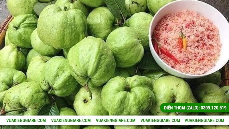 Thời điểm thu hoạch cây ổi nữ hoàng