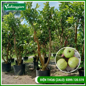 Cây ổi nữ hoàng cổ thụ