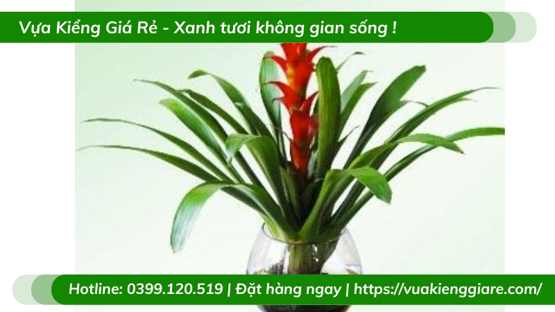 Cây phong lộc hoa phong thủy để bàn