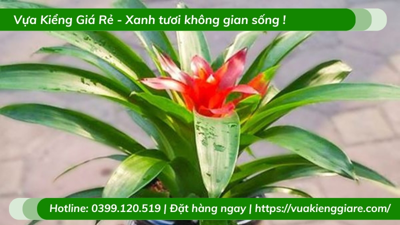 Cây phong lộc hoa phong thủy để bàn
