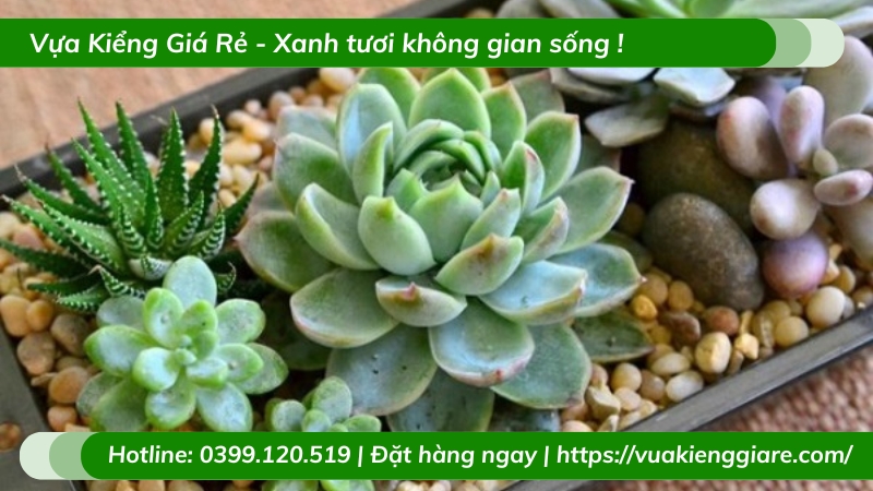 Cây sen đá các loại trồng chậu để bàn