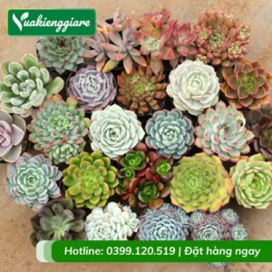 Cây sen đá các loại trồng chậu để bàn