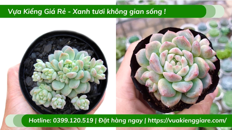 Cây sen đá dù hồng