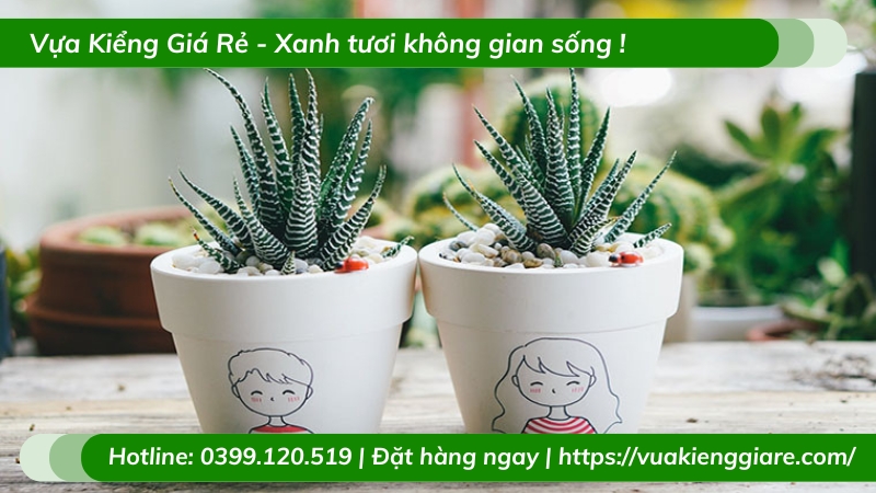 cây sen đá móng rồng