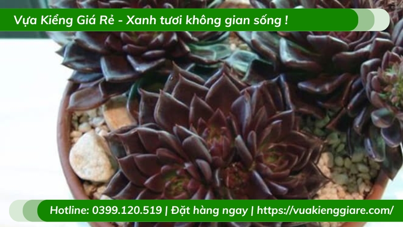 Cây sen đá nâu