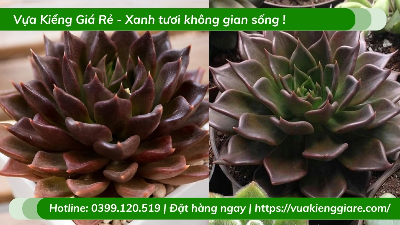 Cây sen đá nâu để bàn