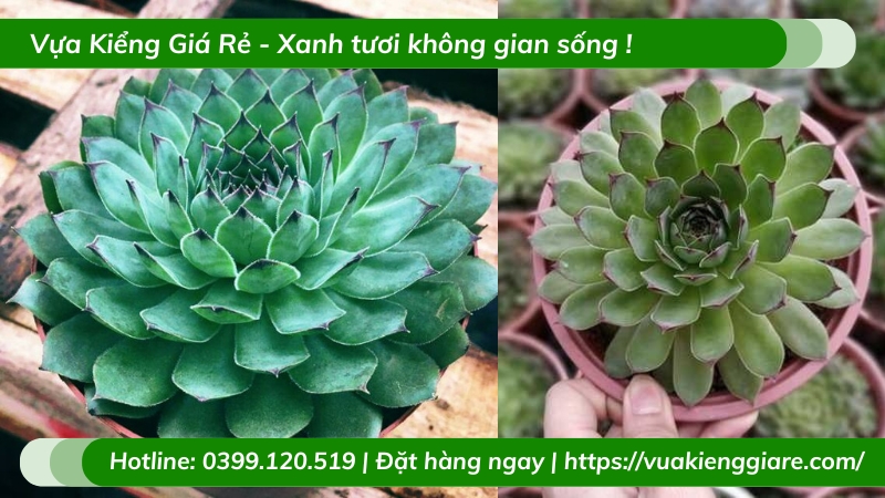 Cây sen đá quan âm để bàn