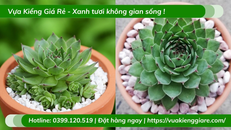 Cây sen đá quan âm để bàn