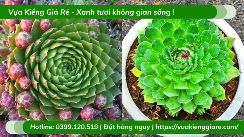 Cây sen đá quan âm để bàn