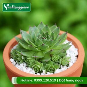 Cây sen đá quan âm để bàn