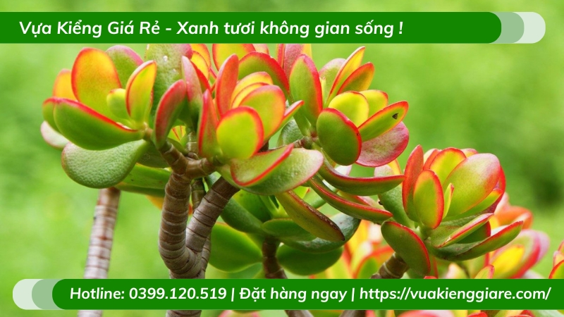 Cây sen đá Thạch Bích