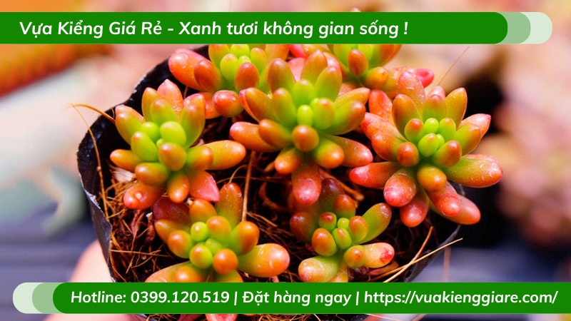 Sen Thạch Ngọc (Đỏ, Tím, Vàng, Xanh)