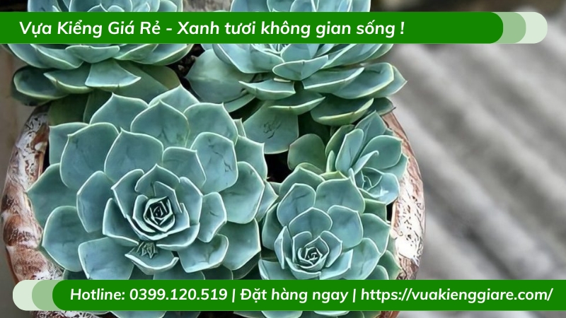 cây sen đá thái