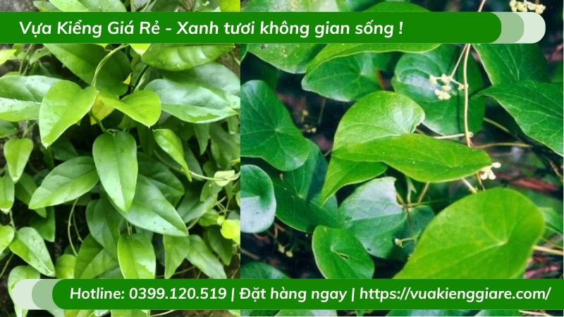 cây sương sâm lá trơn