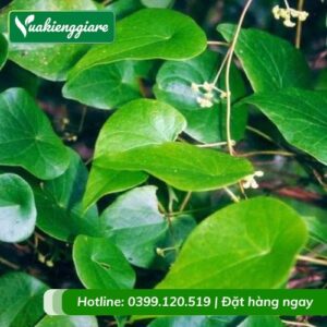 cây sương sâm lá trơn