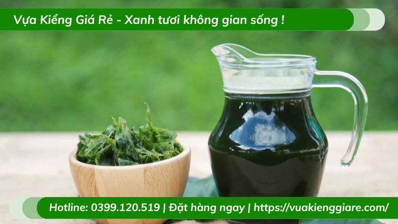cây sương sâm lá trơn