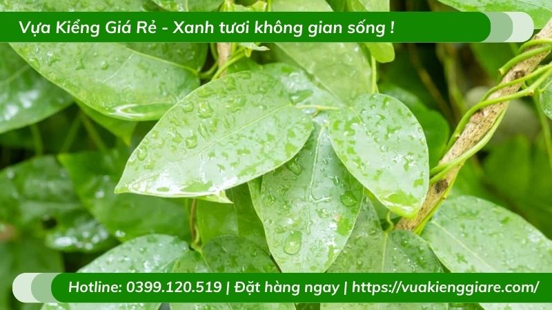 cây sương sâm lá trơn