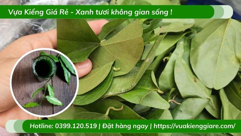 cây sương sâm lá trơn
