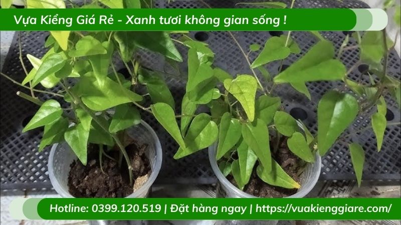 cây sương sâm lá trơn