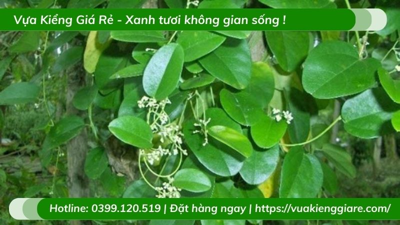 cây sương sâm lá trơn