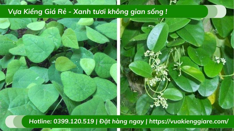 cây sương sâm lông