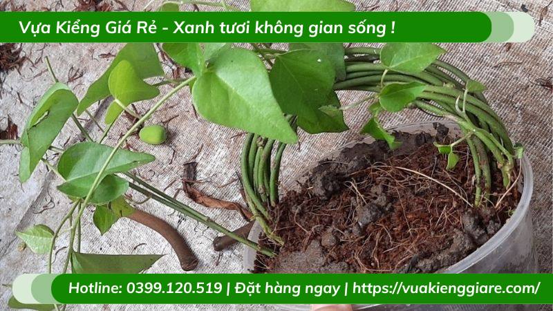 cây sương sâm lông