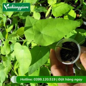 cây sương sâm lông