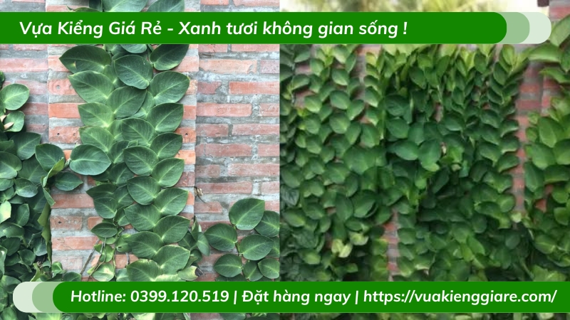 Cây tắc kè thái