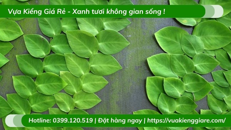 Cây tắc kè thái