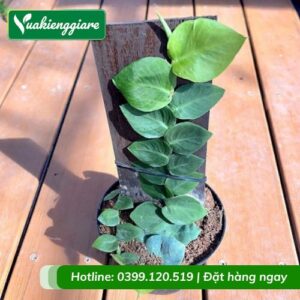 Cây tắc kè thái