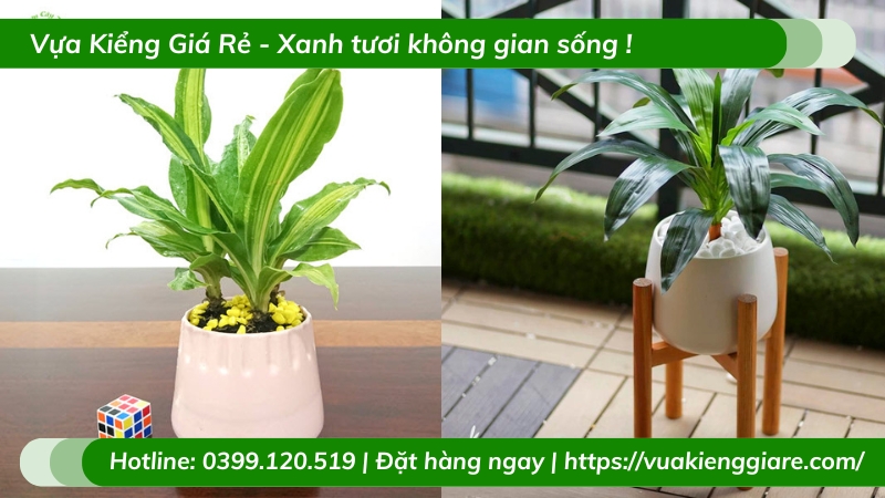 Cây thiết mộc lan chậu nhỏ để bàn